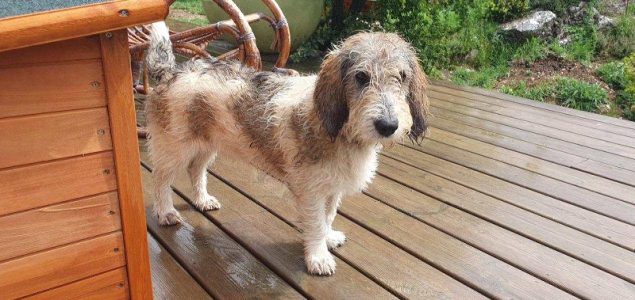 Donne chiot 8 mois petit basset griffon - Alpes Maritimes