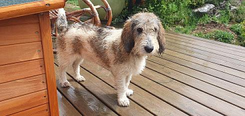 Donne chiot 8 mois petit basset griffon - Alpes Maritimes