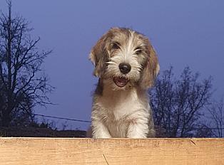 Donne chiot 8 mois petit basset griffon - Alpes Maritimes - Photo 2