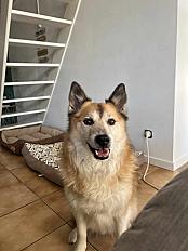 Donne Berger islandais 7 ans - Charente Maritime