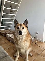 Donne Berger islandais 7 ans - Charente Maritime - Photo 2