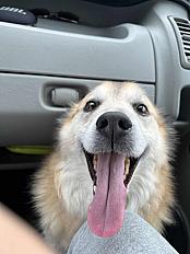 Donne Berger islandais 7 ans - Charente Maritime - Photo 3