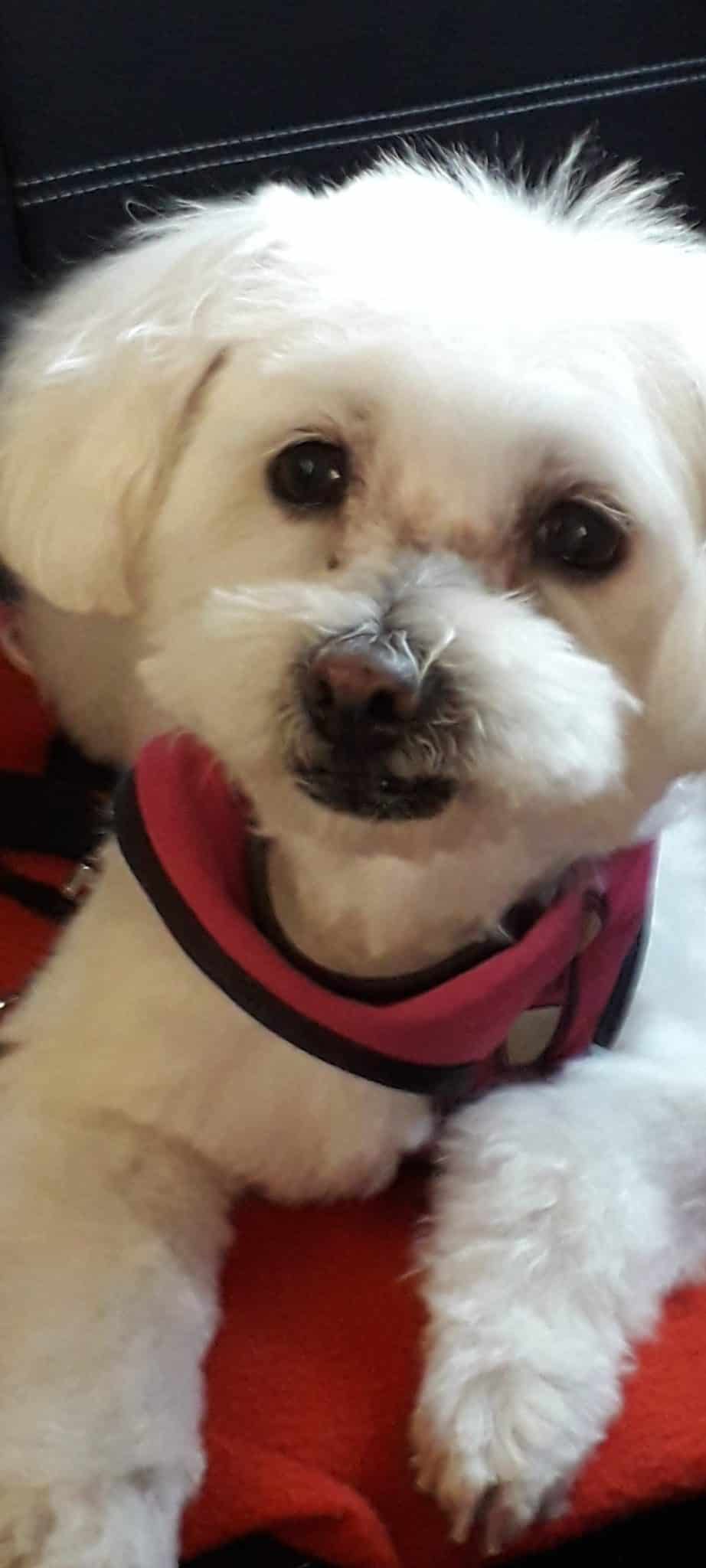 Donne chien bichon 11 ans - Isère