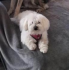 Donne chien bichon 11 ans - Isère - Photo 2