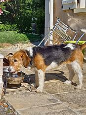 Donne chienne x basset artésien 8 ans - Indre et Loire
