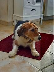 Donne chienne x basset artésien 8 ans - Indre et Loire - Photo 2