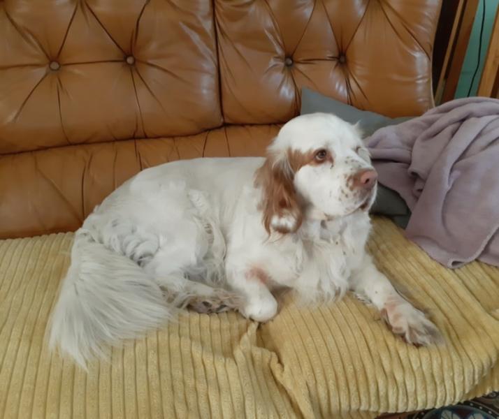 Donne chienne clumber spaniel 2 ans - Nord