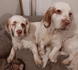 Donne chienne clumber spaniel 2 ans - Nord - Photo 2