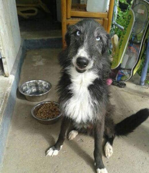 Donne contre bons soins lévrier espagnol 8 ans - Hautes Alpes