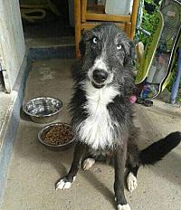 Donne contre bons soins lévrier espagnol 8 ans - Hautes Alpes