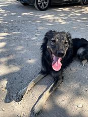 Donne chien Saluki 1 an  - Paris