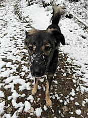 Donne chien Saluki 1 an  - Paris - Photo 3