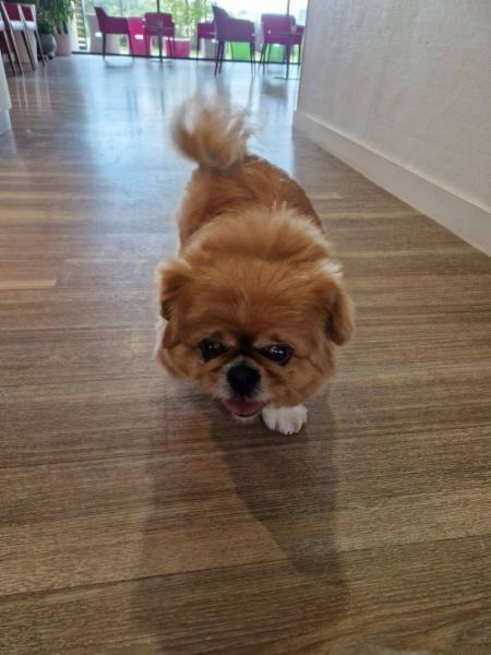 Donne épagneul pékinois 11 ans - Morbihan