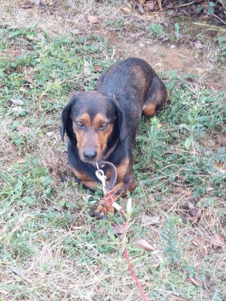 Donne femelle Basset des Alpes 5 ans - Isère