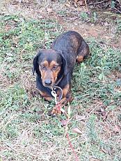 Donne femelle Basset des Alpes 5 ans - Isère