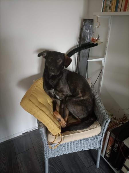 Donne chien croisé Berger 2 ans - Paris