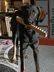 Donne chien croisé Berger 2 ans - Paris - Photo 2