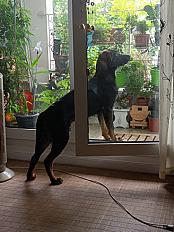 Donne chien croisé Berger 2 ans - Paris - Photo 3