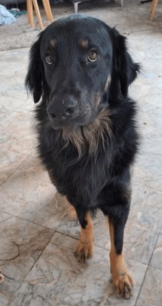 Donne Hovawart 2 ans - Haute Garonne