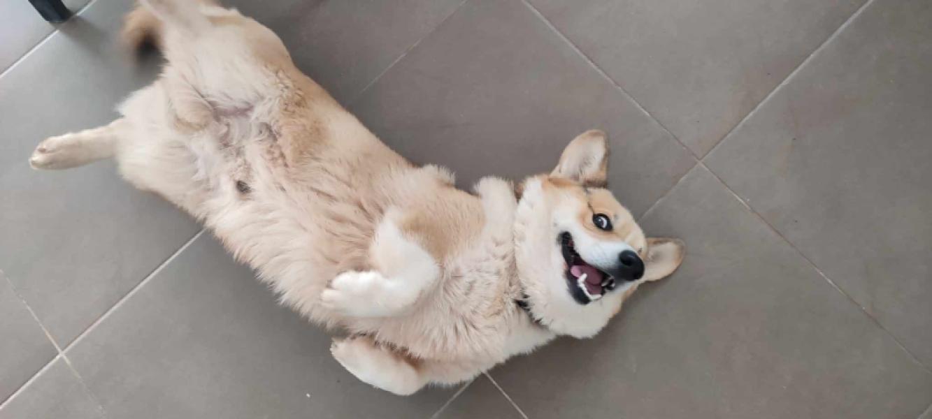 Donne corgi 2 ans - Hérault