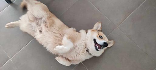 Donne corgi 2 ans - Hérault