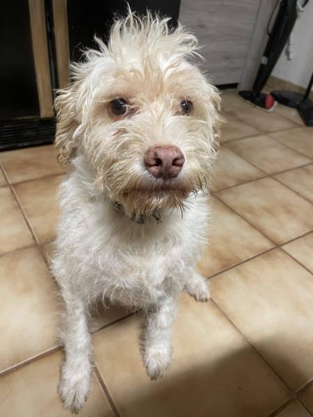 Donne Griffon 7 ans - Dordogne