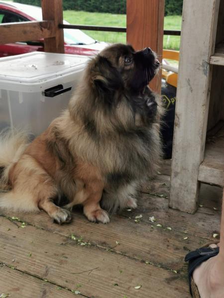 Donne épagneul tibétain 8 ans - Pyrénées Atlantiques