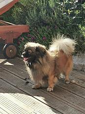 Donne épagneul tibétain 8 ans - Pyrénées Atlantiques - Photo 2