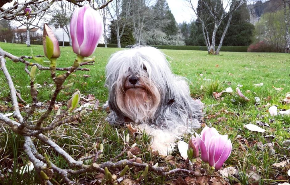 Chienne terrier tibétain 12 ans à adopter - Haute Vienne