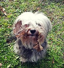 Chienne terrier tibétain 12 ans à adopter - Haute Vienne - Photo 2