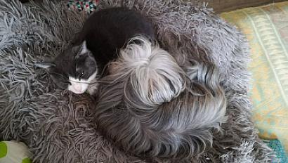 Chienne terrier tibétain 12 ans à adopter - Haute Vienne - Photo 3