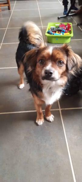 Don chien croisé épagneul papillon 2 ans - Charente