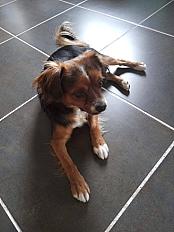 Don chien croisé épagneul papillon 2 ans - Charente - Photo 2