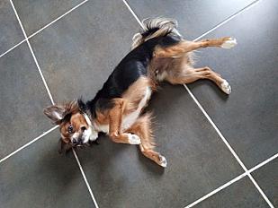 Don chien croisé épagneul papillon 2 ans - Charente - Photo 3