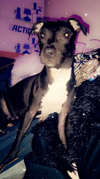 Donne Staffie 1 an - Hautes Pyrénées