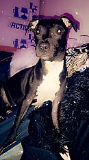 Donne Staffie 1 an - Hautes Pyrénées