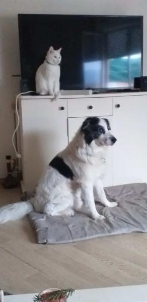 Donne berger argentin/husky 9 ans - Rhône