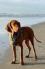 Donne Braque Hongrois 9 mois couleur fauve - Pas de Calais