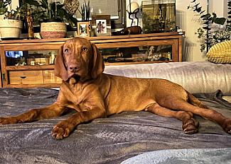 Donne Braque Hongrois 9 mois couleur fauve - Pas de Calais - Photo 2