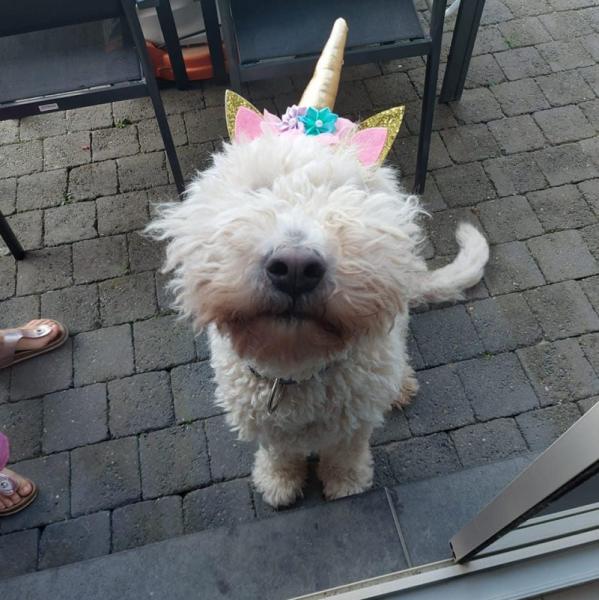 Donne Komondor femelle 4 ans - Deux Acren Belgique