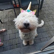 Donne Komondor femelle 4 ans - Deux Acren Belgique