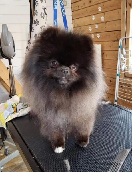 Donne Spitz 1 an - Aube