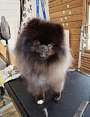 Donne Spitz 1 an - Aube