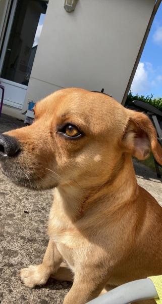 Donne fauve de bretagne x bouledogue 5 ans - Val d'Oise