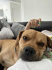 Donne fauve de bretagne x bouledogue 5 ans - Val d'Oise - Photo 2