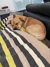 Donne fauve de bretagne x bouledogue 5 ans - Val d'Oise - Photo 3