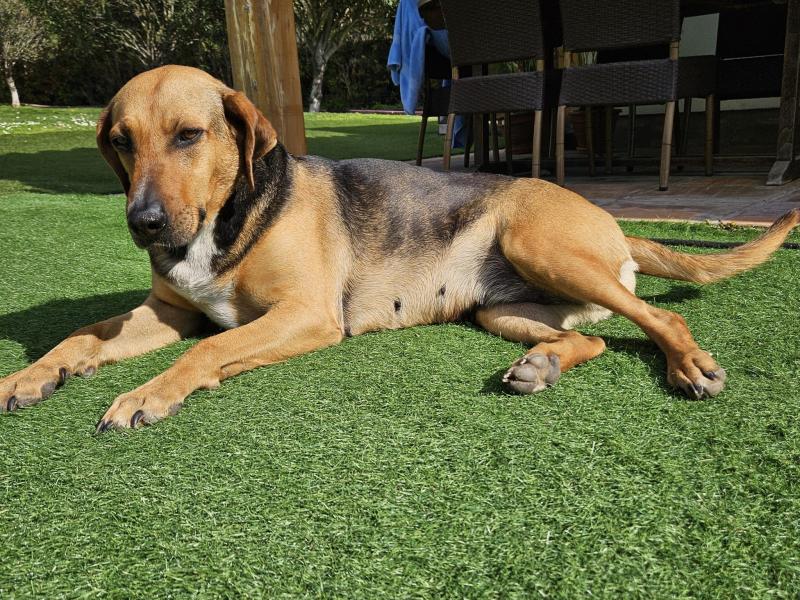Donne femelle croisée berger 4 ans - Alpes Maritimes