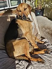 Donne femelle croisée berger 4 ans - Alpes Maritimes - Photo 2