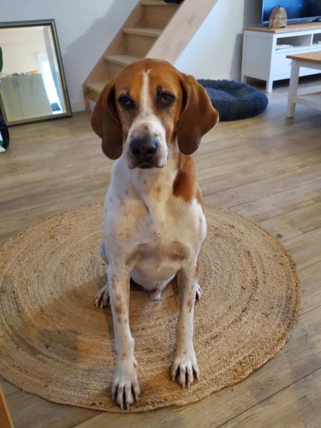 Donne Chien anglo-français 9 ans - Dordogne