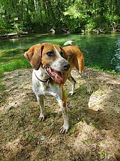 Donne Chien anglo-français 9 ans - Dordogne - Photo 2
